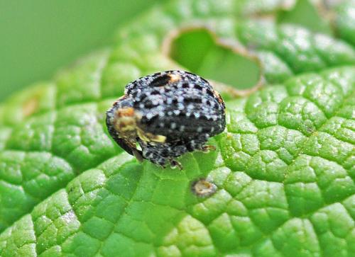 Cionus tuberculosus